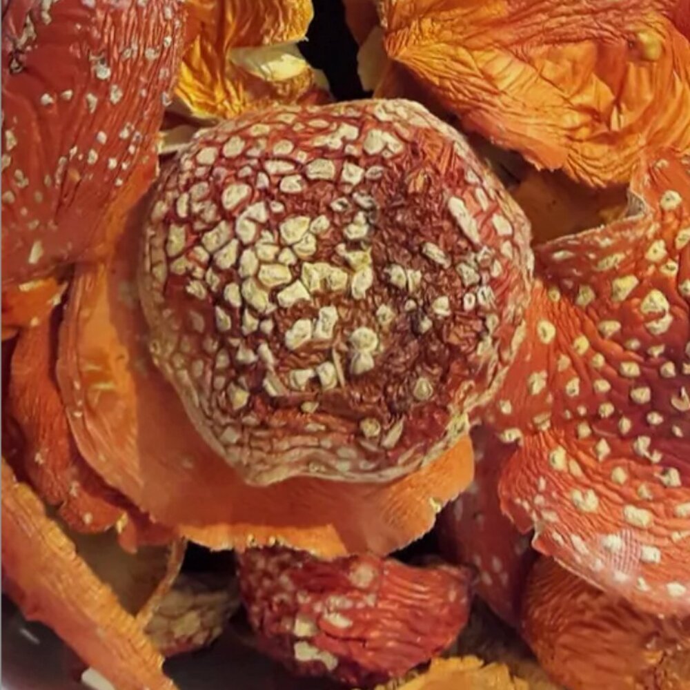 Red / Orange AM Fly Mush Caps For Decor - Dried - 14grs
